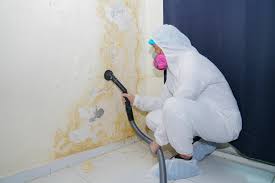 Best Environmental Consulting for Mold Prevention  in Mineral Springs, NC